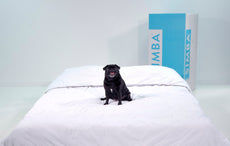 Can My Dog Sleep in My Bed? Can My Dog Sleep in My Bed?