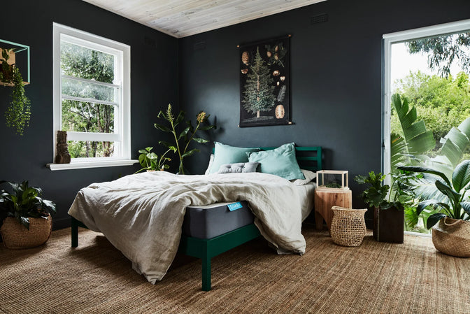 Plants that help you sleep